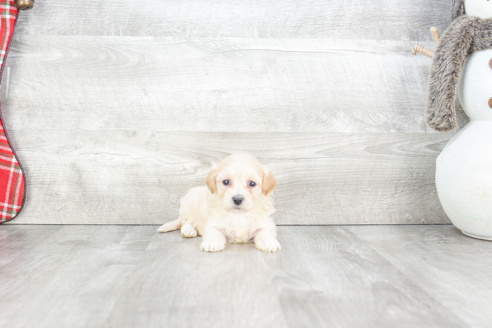 Teddy Bear Pup Being Cute