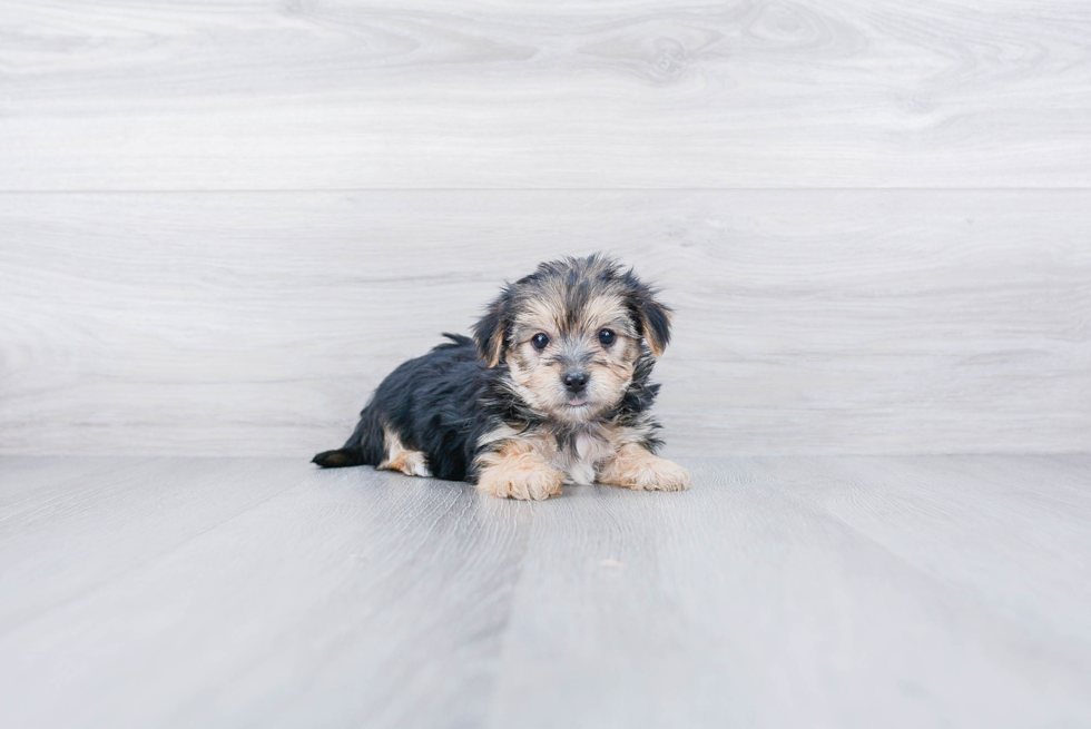 Morkie Puppy for Adoption