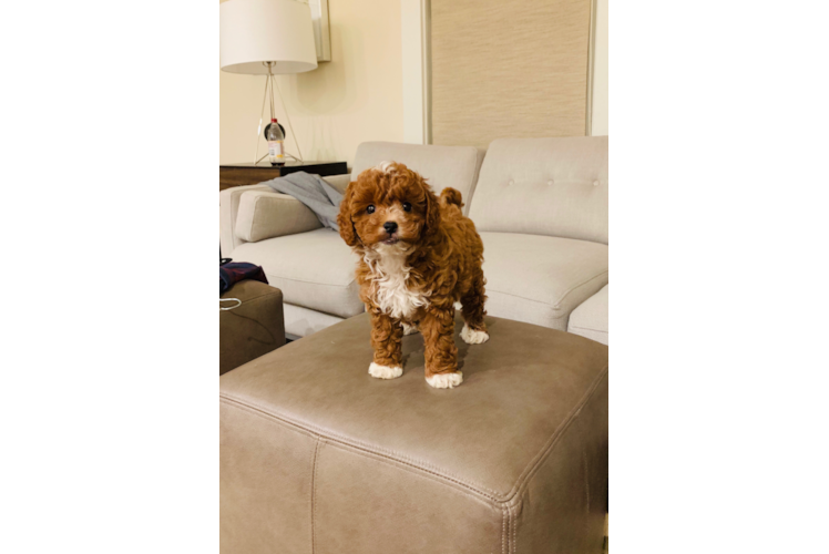 Cavapoo Puppy for Adoption