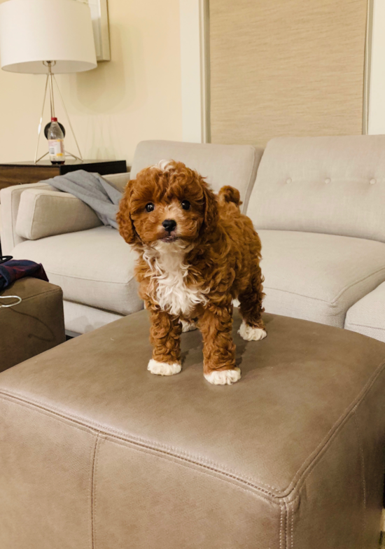 Cavapoo Puppy for Adoption