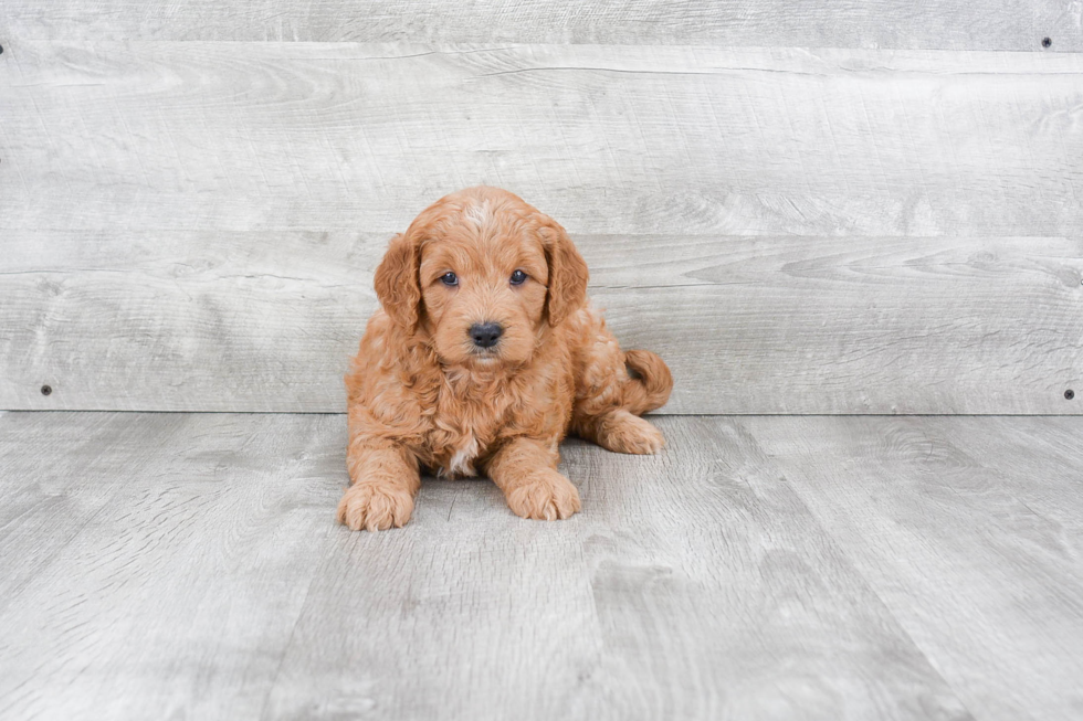 Energetic Golden Retriever Poodle Mix Puppy