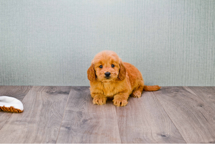 Fluffy Mini Goldendoodle Poodle Mix Pup