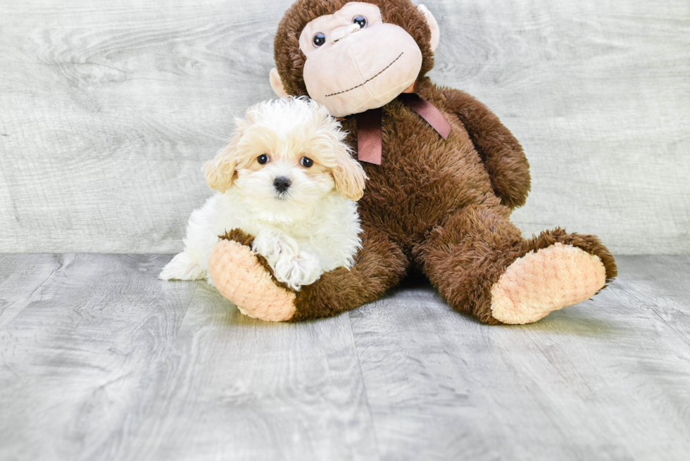 Adorable Maltepoo Poodle Mix Puppy