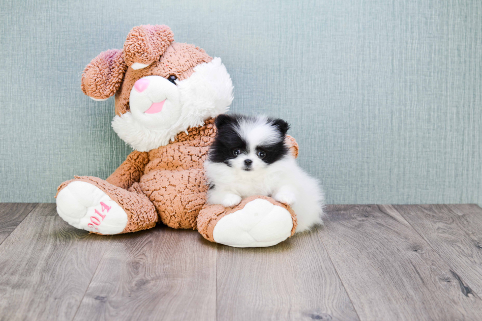 Little Pomeranian Purebred Pup