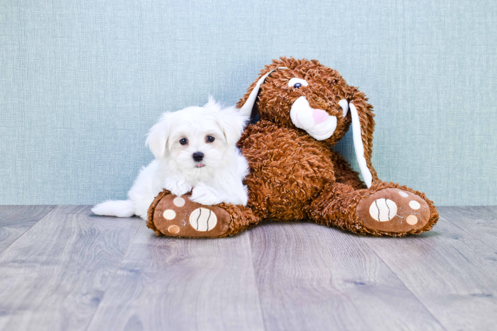 Maltese Pup Being Cute