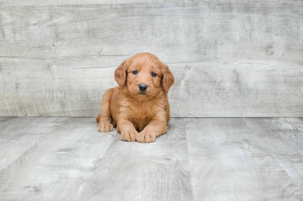 Mini Goldendoodle Puppy for Adoption