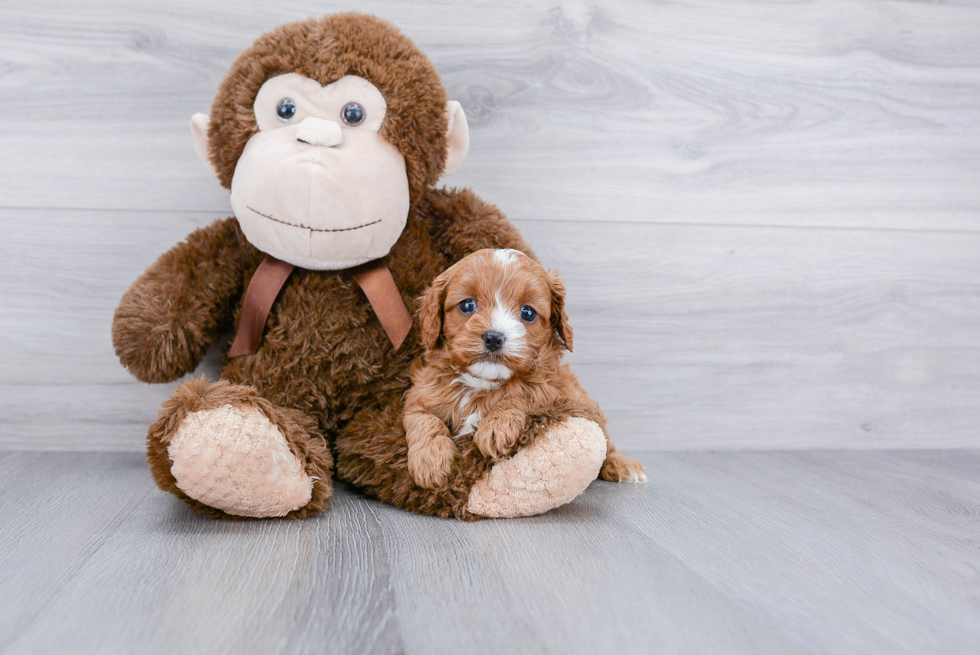 Fluffy Cavapoo Poodle Mix Pup