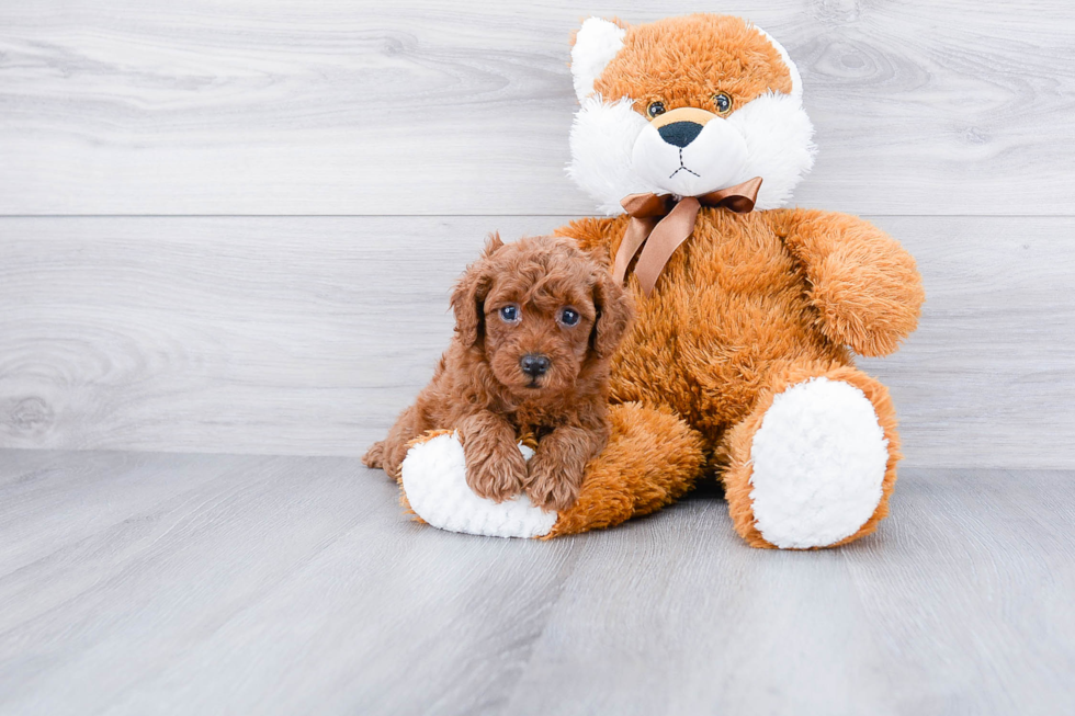 Cavapoo Pup Being Cute