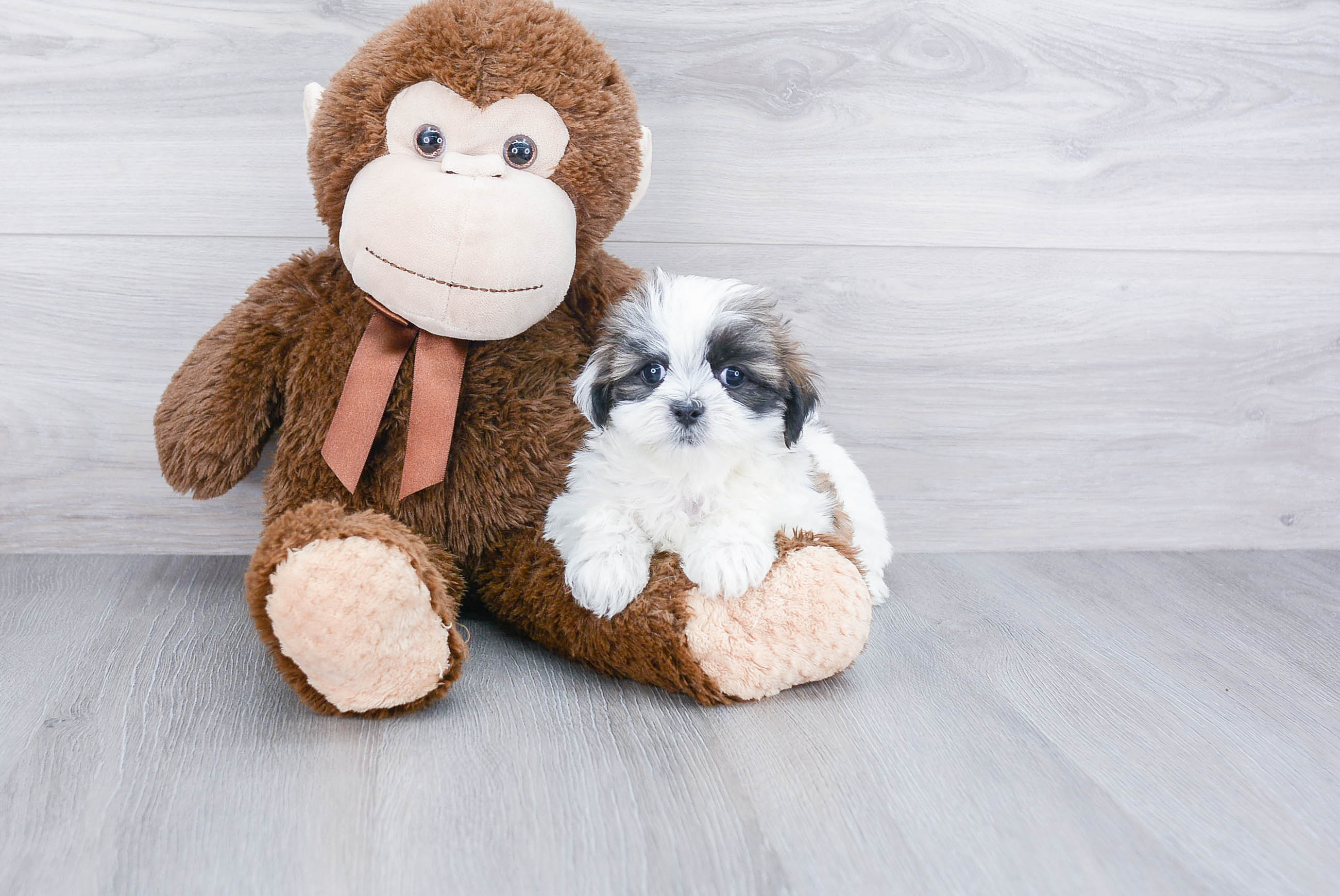 Teddy Bear Puppy for Adoption