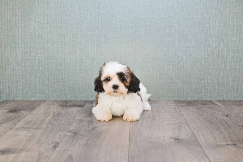 Teddy Bear Pup Being Cute