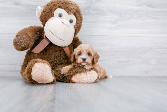 Cavapoo Pup Being Cute