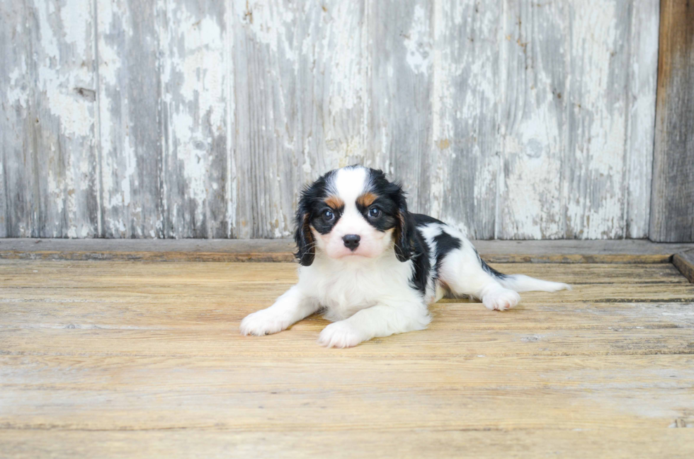 Cavalier King Charles Spaniel Puppy for Adoption