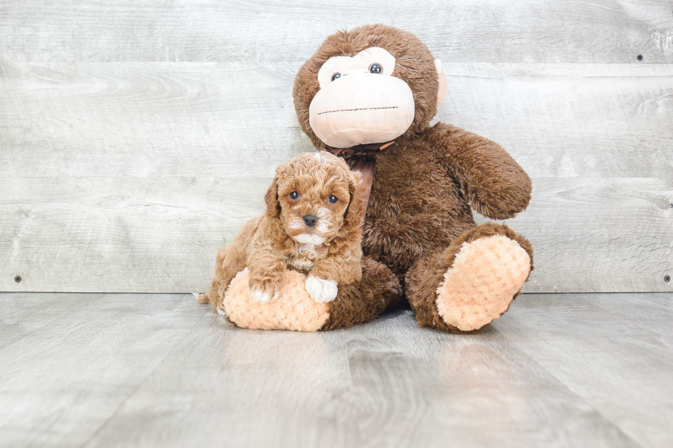 Best Cavapoo Baby