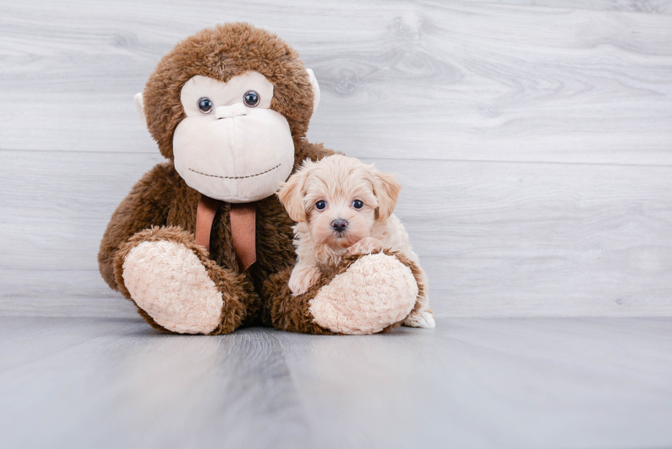 Little Maltese Poodle Poodle Mix Puppy