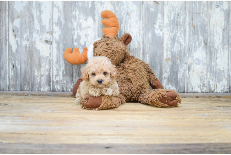 Friendly Poodle Purebred Pup