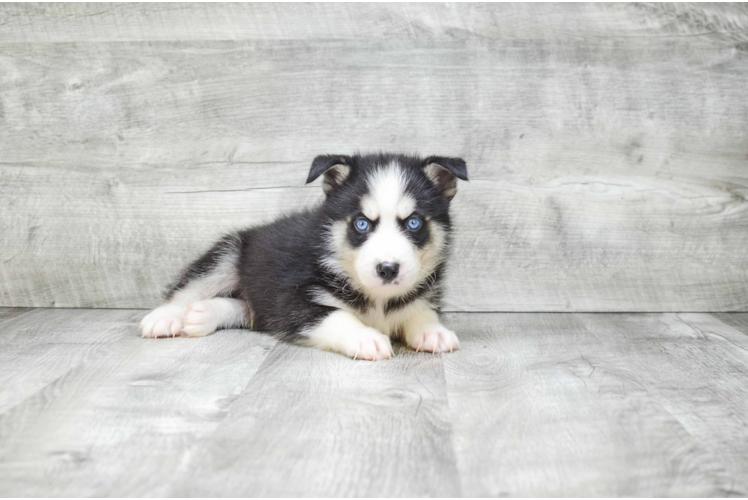 Little Mini Husky Designer Puppy