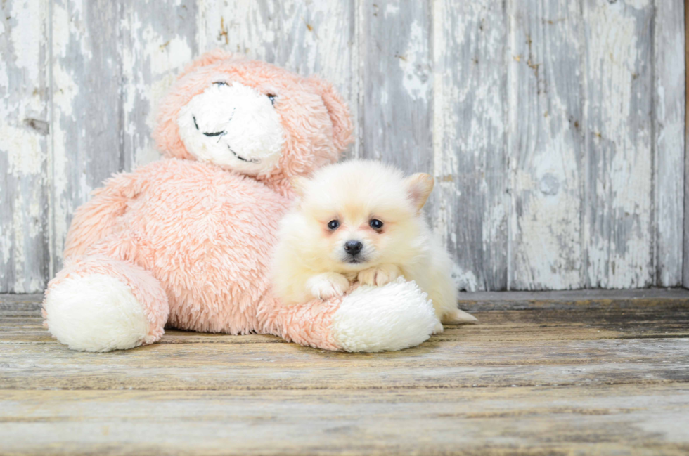 Pomeranian Pup Being Cute