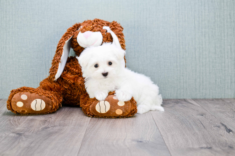 Maltese Pup Being Cute