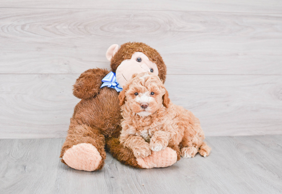 Best Mini Goldendoodle Baby