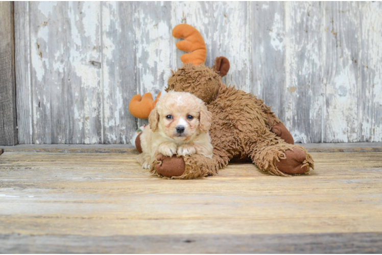 Happy Cavapoo Baby