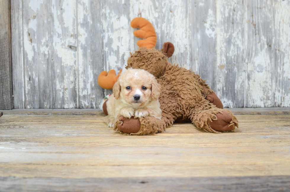 Happy Cavapoo Baby