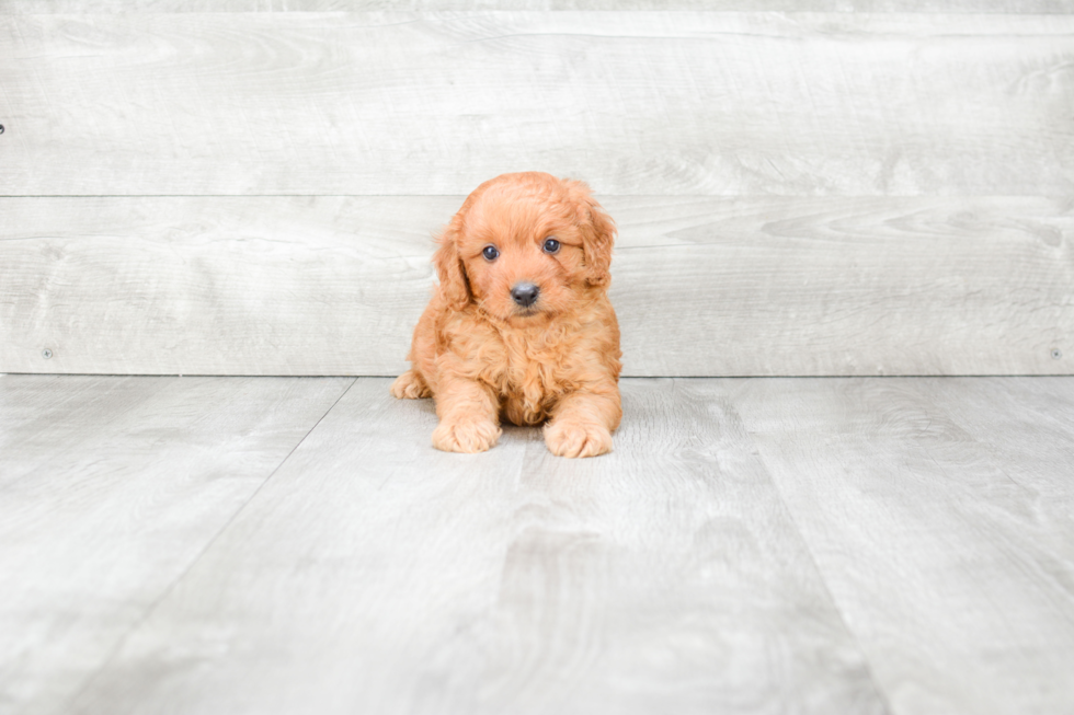 Petite Mini Goldendoodle Poodle Mix Pup