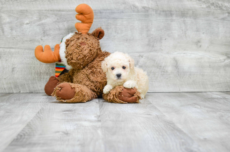 Petite Pudle Purebred Puppy