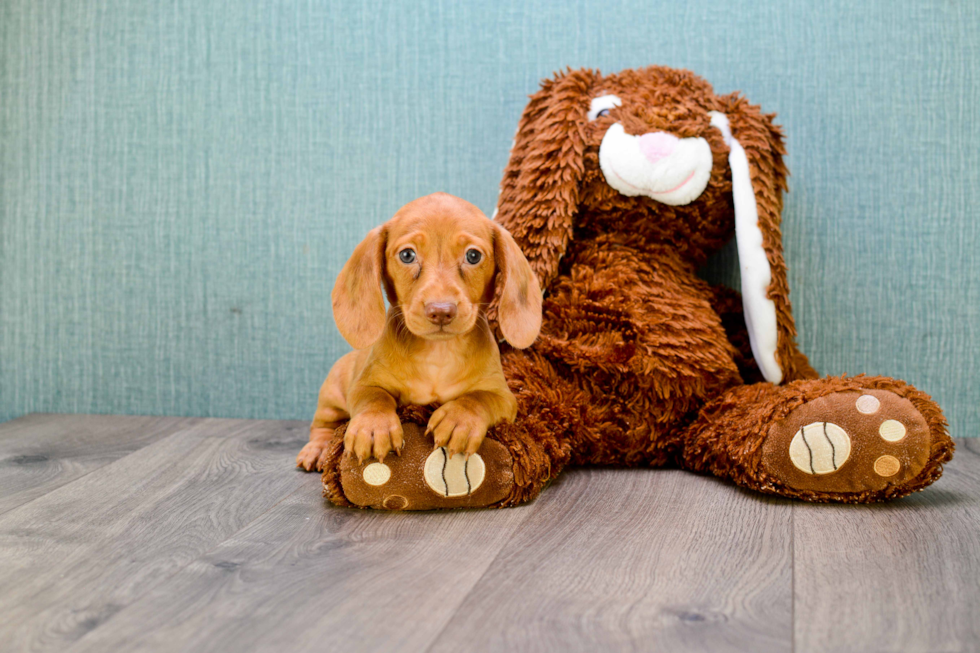 Dachshund Pup Being Cute