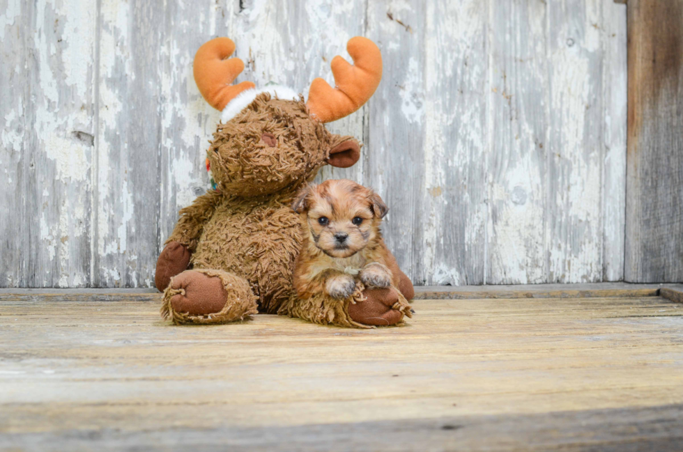 Cute Morkie Baby