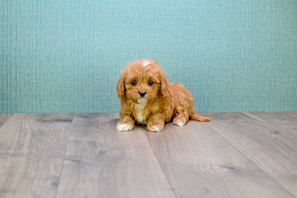 Energetic Cavoodle Poodle Mix Puppy