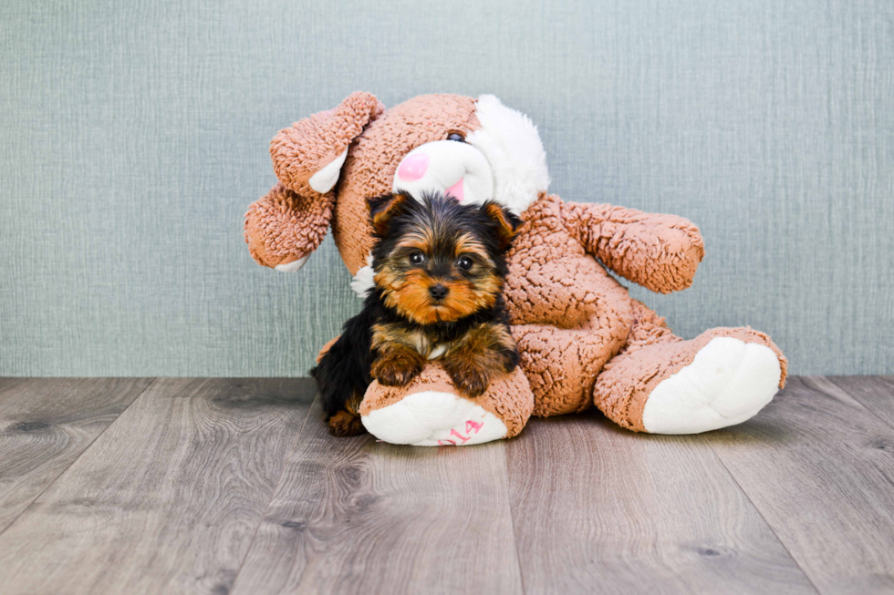 Meet Twinkle - our Yorkshire Terrier Puppy Photo 