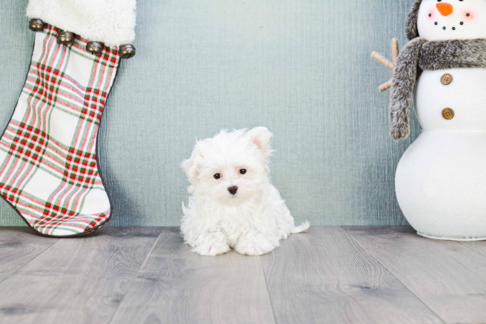 Little Maltese Purebred Pup