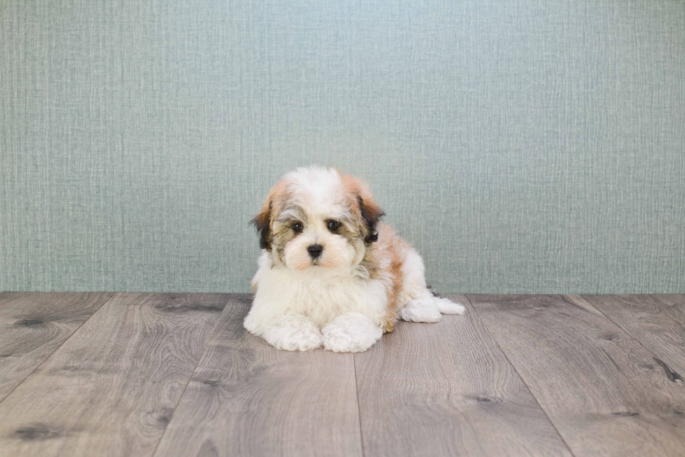 Best Havanese Baby