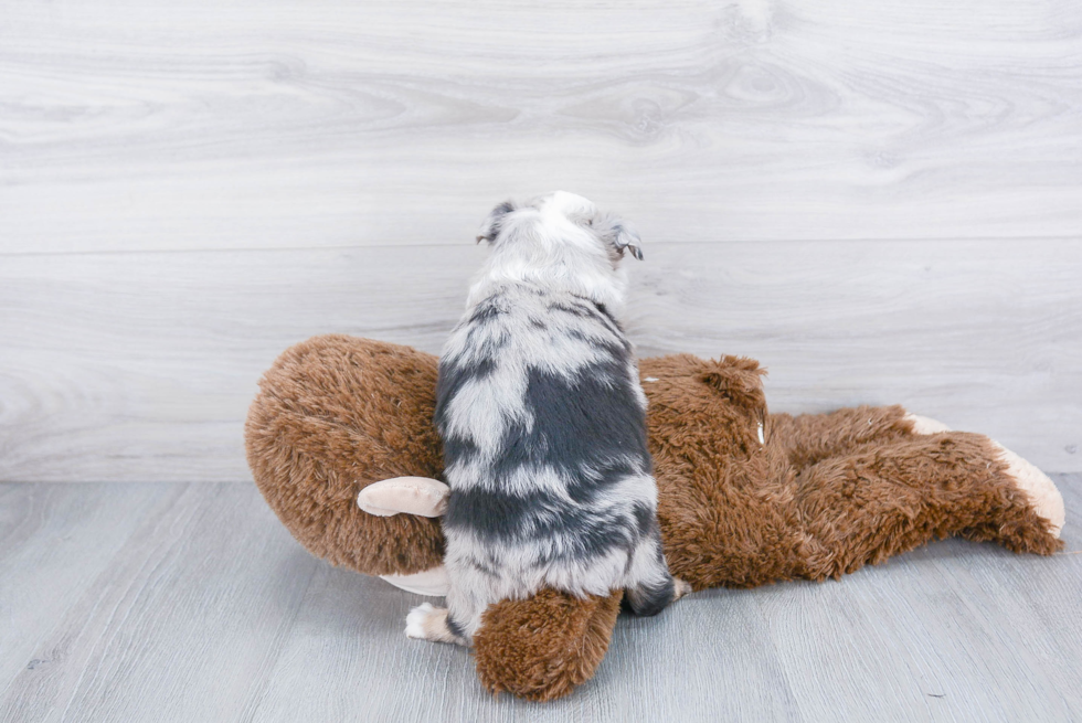 Best Mini Aussie Baby