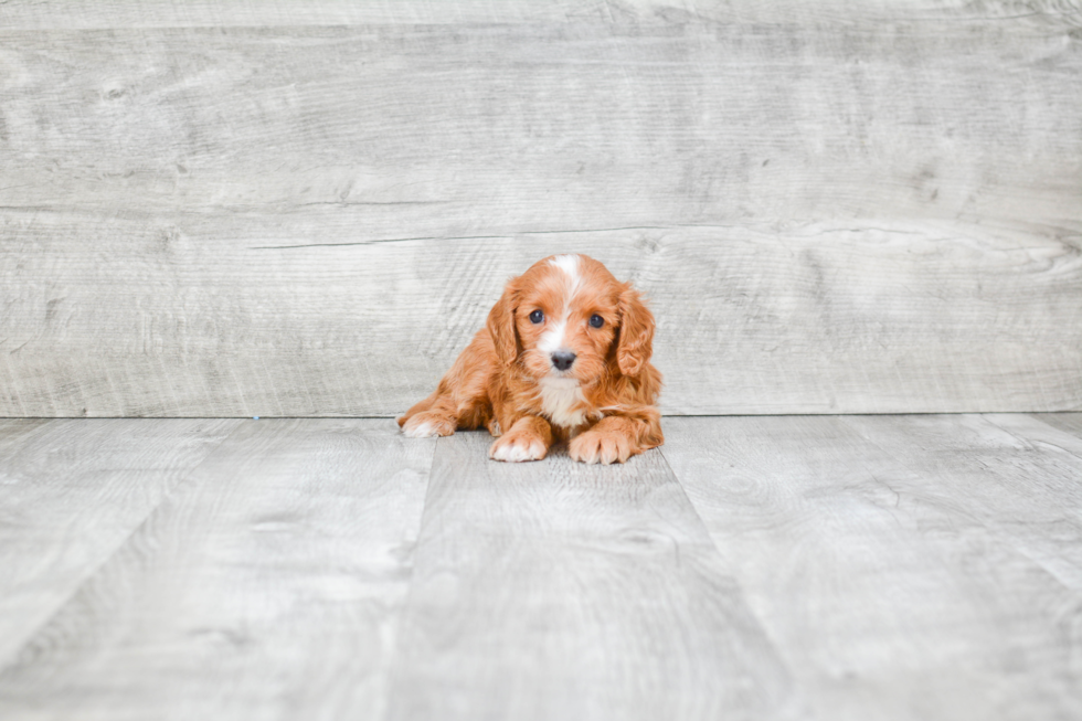 Small Cavapoo Baby