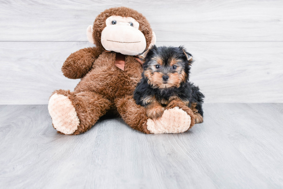 Meet Jeremy - our Yorkshire Terrier Puppy Photo 