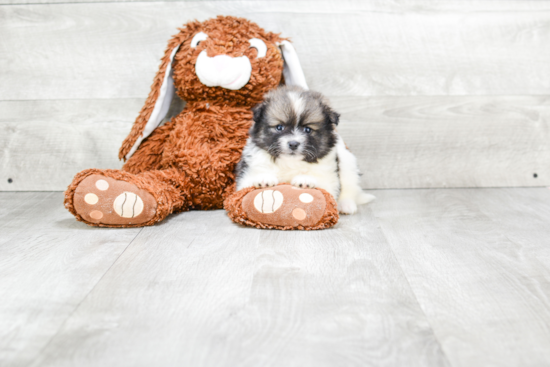 Pomeranian Pup Being Cute