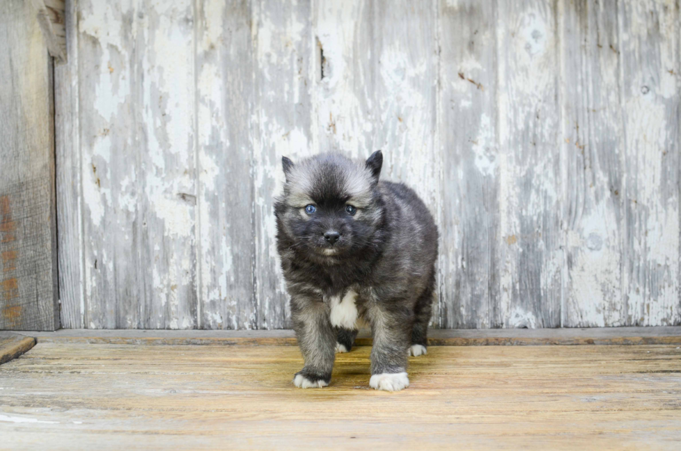 Adorable Mini Husky Designer Puppy