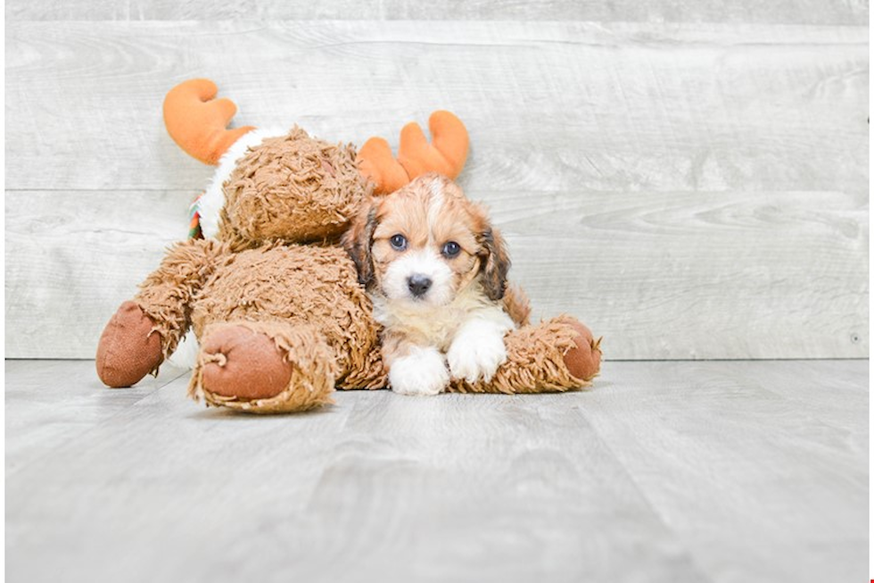 Cavapoo Puppy for Adoption