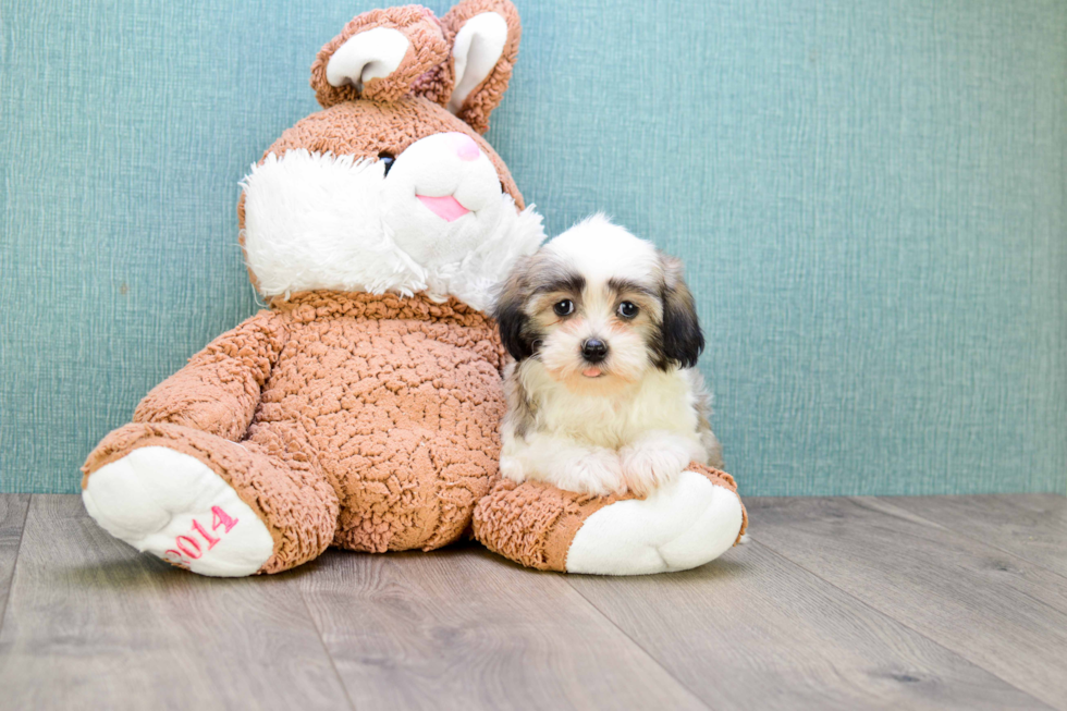 Havanese Puppy for Adoption