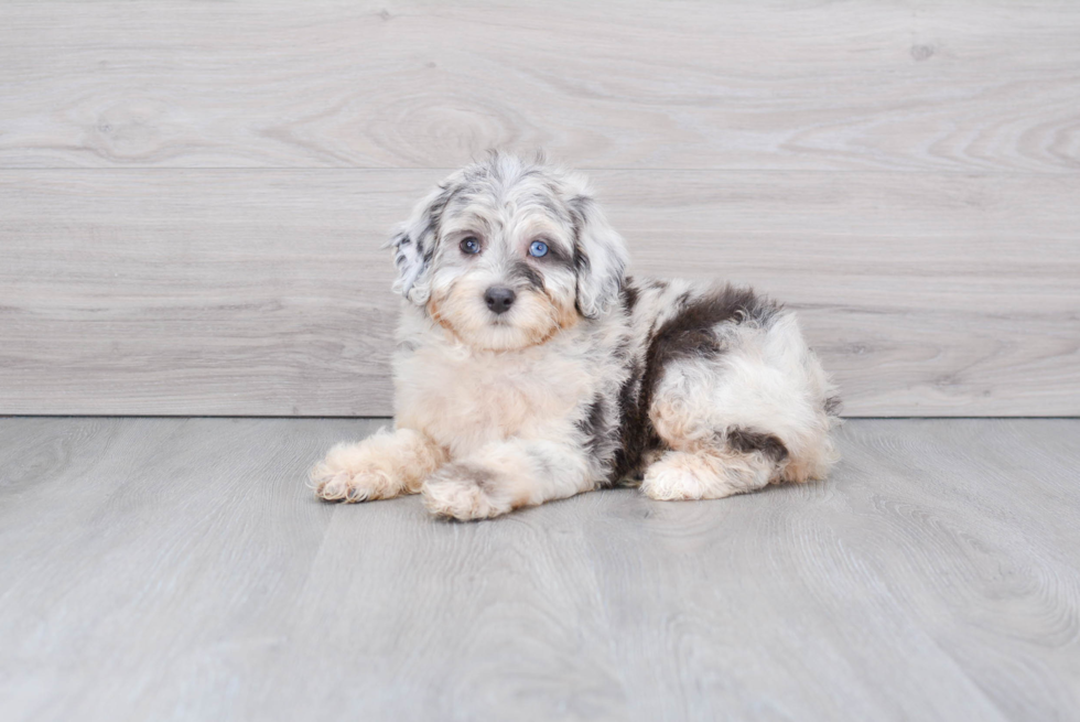 Best Mini Aussiedoodle Baby