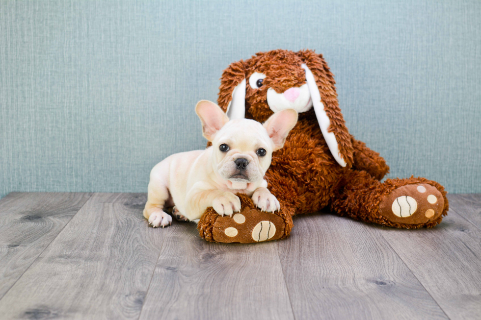 French Bulldog Pup Being Cute