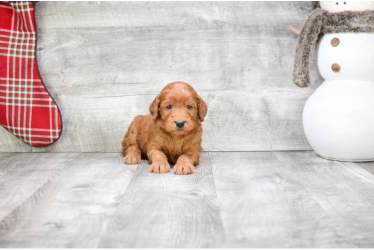 Little Golden Retriever Poodle Mix Puppy