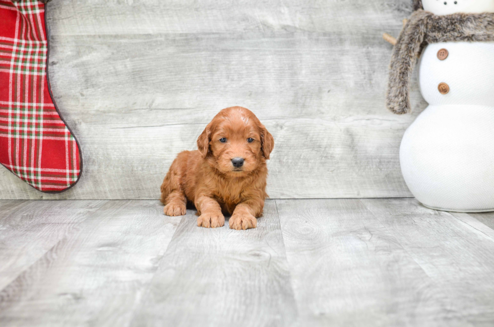 Little Golden Retriever Poodle Mix Puppy