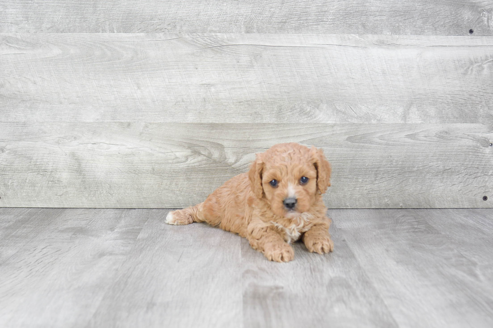 Funny Cavapoo Poodle Mix Pup