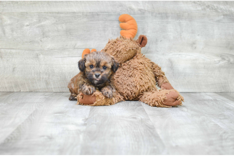 Teddy Bear Puppy for Adoption