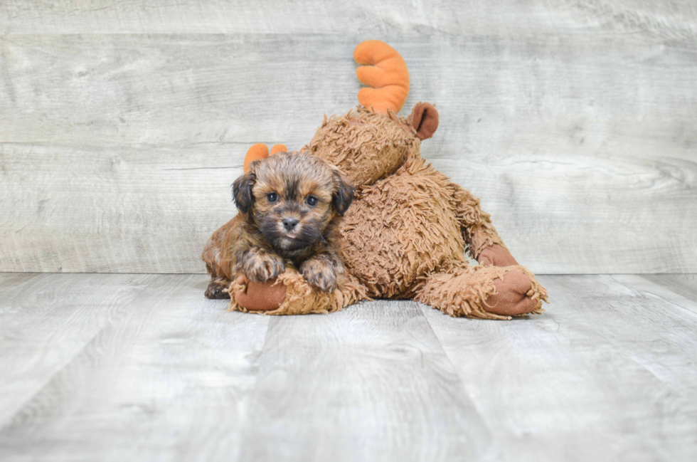 Teddy Bear Puppy for Adoption