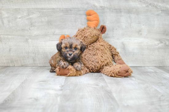 Teddy Bear Puppy for Adoption