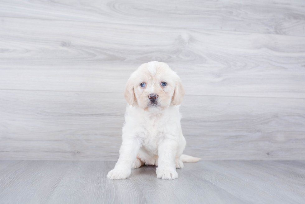 Adorable Labrador Poodle Mix Puppy