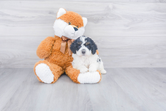 Energetic Bernadoodle Poodle Mix Puppy